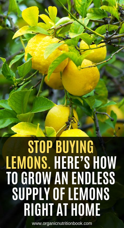 Stop Buying Lemons Heres How To Grow An Endless Supply Of Lemons