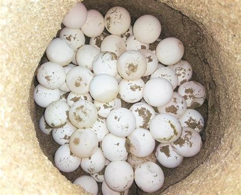 En hissig svart hoggorm, egg hos en rugende kvitkinngås (de er store!) og mor kom trygt tilbake da vi padlet videre. Keepers of the turtles | The Indian Express