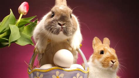 HD Easter Bunnies Wallpaper Download Free