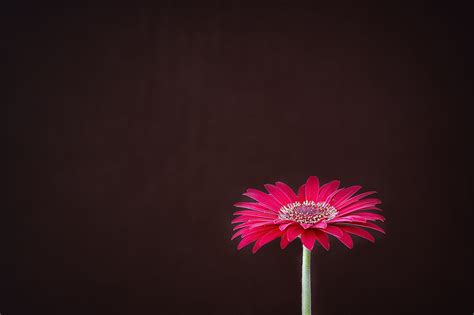 Kostenlose Foto Blühen Pflanze Blume Blütenblatt Rot Farbe Rosa
