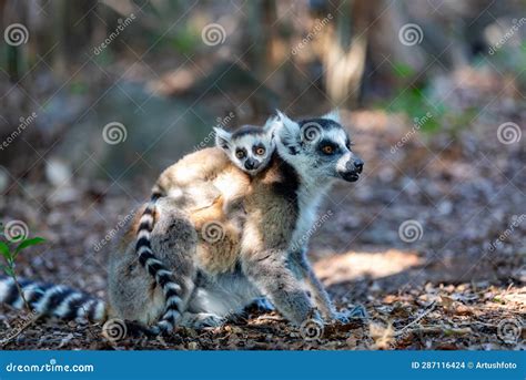 Ring Tailed Lemur With Baby Lemur Catta Madagascar Wildlife Stock