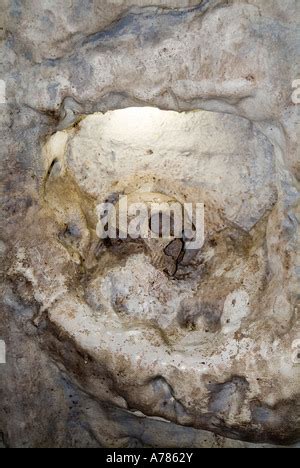 Neanderthal skull Stock Photo - Alamy