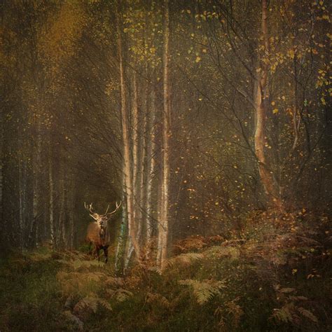 Scottish Stag Photograph By Sharon Williams Fine Art America