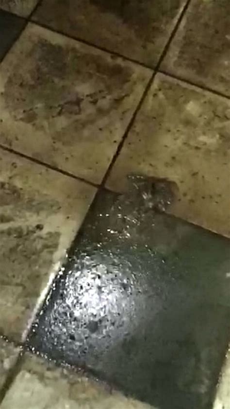 Theres Poo On The Floor Disgusted Burger King Customers Looking For
