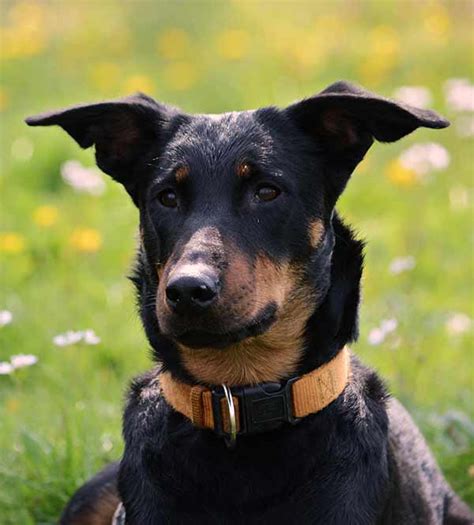 All You Need To Know About The German Shepherd Doberman Mix Fumi Pets