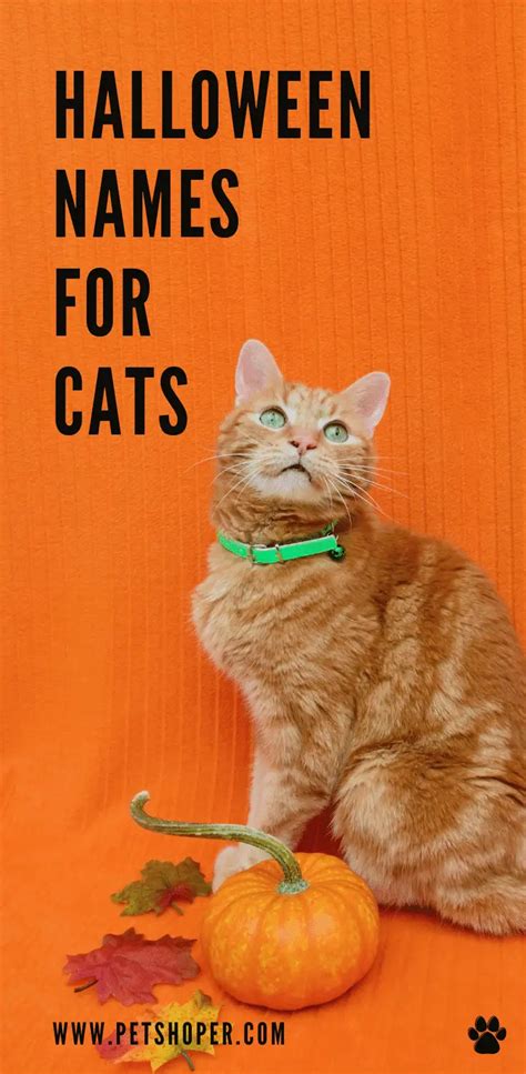 Halloween Names For Cats 66 Top And Best Spooky Ideas Petshoper