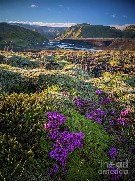 Icelandic Moss Photograph By Inge Johnsson Fine Art America