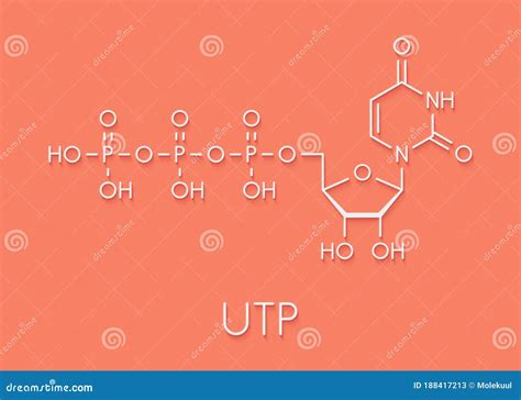 Uridine Triphosphate Utp Nucleotide Molecule Building Block Of Rna