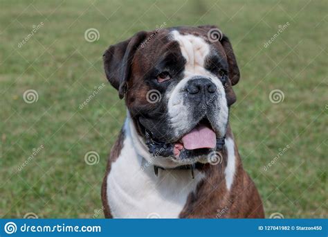 Cute Brindle Boxer Puppy Close Up Pet Animals Stock Photo Image Of