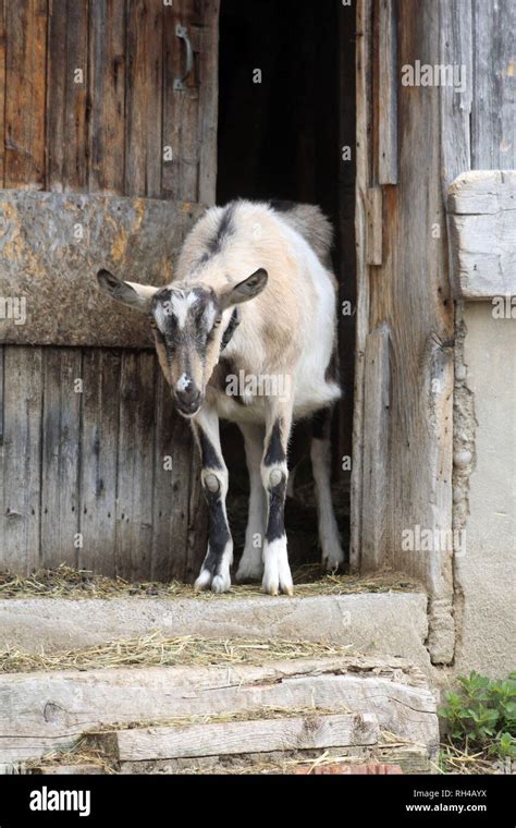 Baby Goats On A Farm In Spring Stock Photo Alamy