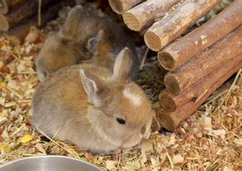 Baby Bunny Rabbit Free Stock Photo Public Domain Pictures
