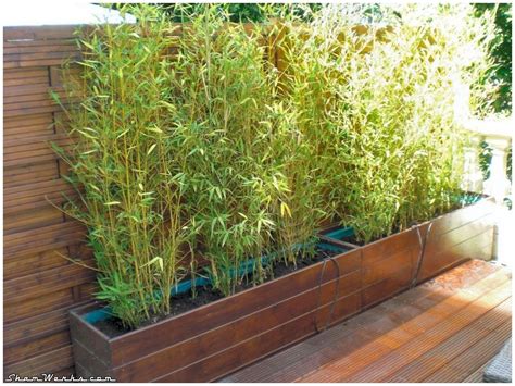 Bambou En Bac Sur Terrasse Jardin Rempoter Une Plante Bambou