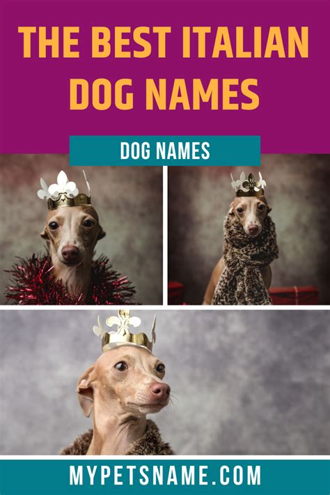 Best Italian Dog Names Italian Dogs Dog Names Pet Names