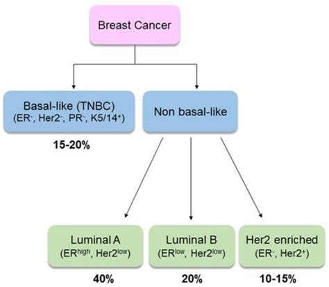 Nutrition And Breast Cancer Encyclopedia Mdpi