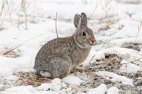 Mountain Cottontail Rabbit Facts Origin And History With Pictures