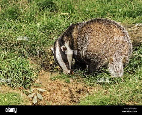Badger Digging Hi Res Stock Photography And Images Alamy