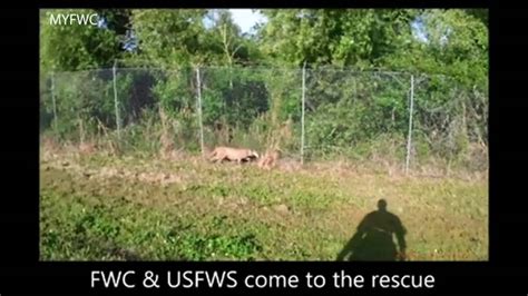 Stuck Panther Coaxed Back Into Wildlife Refuge Fwc Video Shows Wftv