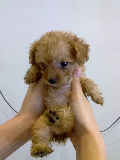 Teacup Toy Poodles Dog Kennel