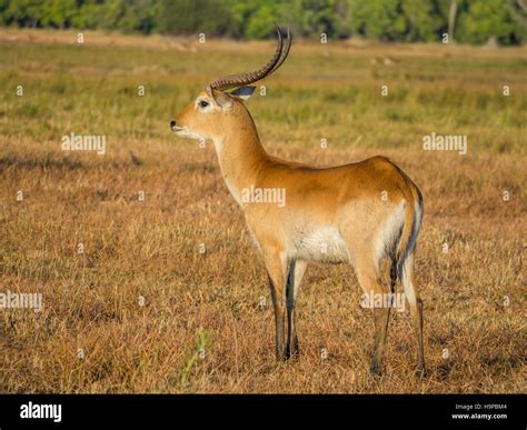 Majestic Red Lechwe Antelope Bull With Large Antlers In Savannah