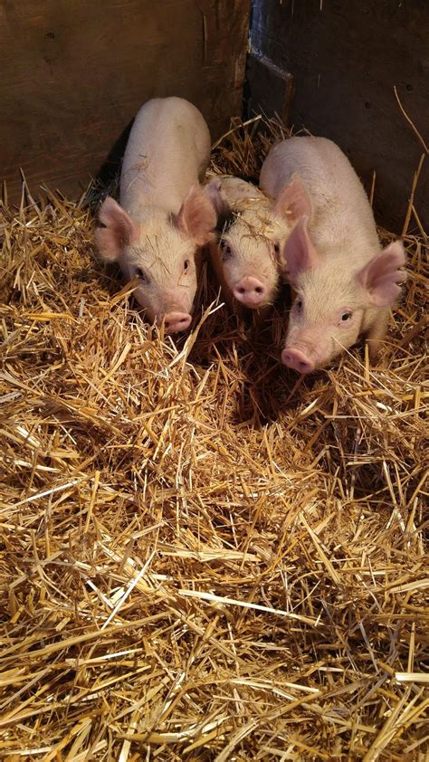 Aisling Farms Pigs