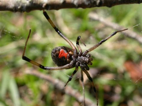 Make sure your home & yard is protected from spiders and other poisonous pests black widow spiders are generally considered beneficial since they eat so many insects. Images by Buckner