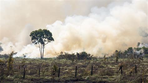 We did not find results for: Amazon forest fires pushing climate change 'beyond human ...