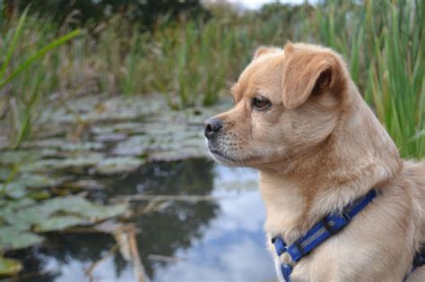 Golden retriever mixes are commonly available from shelters and rescues. Maxi (Dackel, Golden Retriever, Jack Russell Terrier, Mops ...
