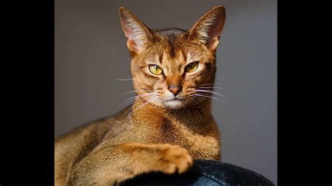 They are lean and athletic looking with long legs and big ears. This Is Why Abyssinian Kittens For Sale Queensland Is So ...