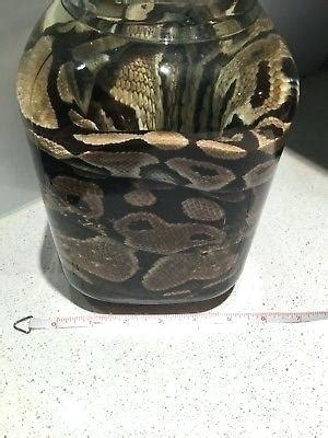 Check spelling or type a new query. Open Mouth Creepy Snake Drawing