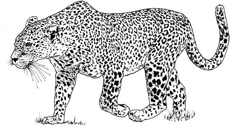 Dibujos De Leopardo 9711 Animales Para Colorear Y Pintar Páginas