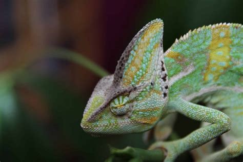 Free Picture Camouflage Nature Animal Reptile Chameleon Lizard