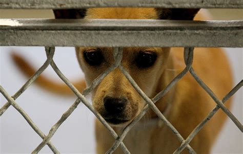 County grapples with overhaul of animal shelters - LA Times
