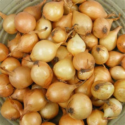 1 Lb Yellow Onion Sets Grown Organic Stuttgarter Onion Etsy