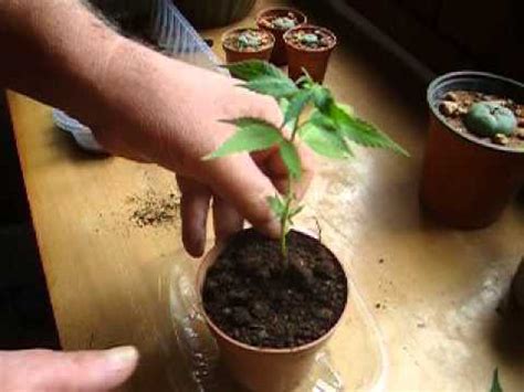 You can carefully resume a light watering in if this starts happening, water the plant less and add some fertilizer to the pot. cannabis cuttings rooted in water - YouTube