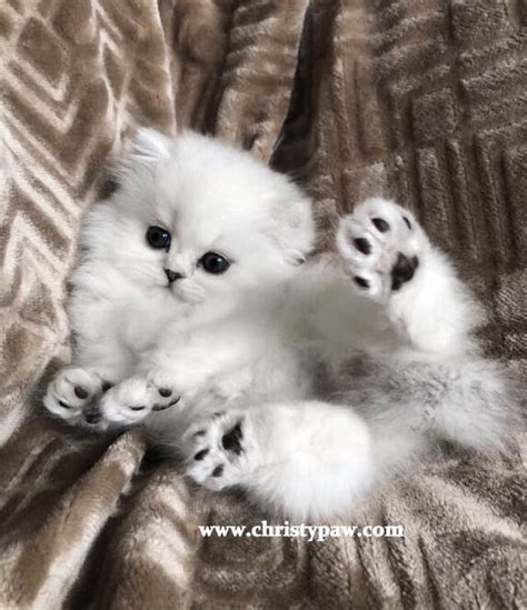 Teacup White Persian Kittens