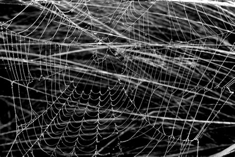 Wallpaper Spider Web Black And White Monochrome Photography Water