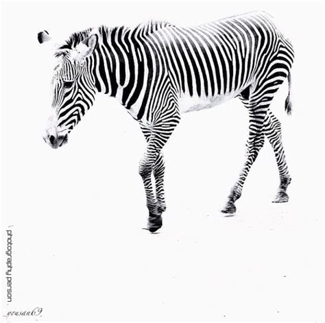 Black And White Zebra White Zebra Zebra Black And White