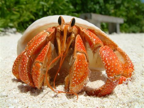 13 Adorable Types Of Pet Crabs With Pictures