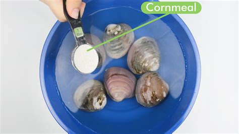 Kali ini admin akan membagikan sebuah informasi mengenai how to open clams , semoga bermanfaat. How to Clean Clams: 7 Steps (with Pictures) - wikiHow