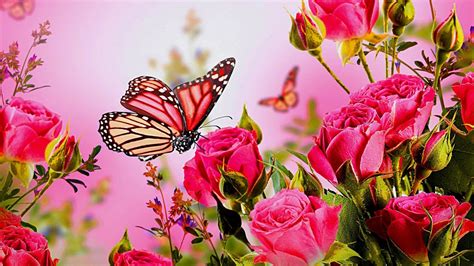 Pink Butterfly On Pink Roses