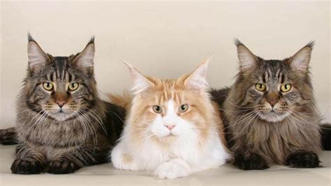 Kucing maine coon adalah salah satu jenis kucing rumahan yang berasal dari maine, amerika serikat dengan ukuran tubuh lebih besar dari kucing pada umumnya dan menempati popularitas nomor 5 di seluruh dunia. Kucing Maine Coon: Harga, Jenis, Ciri-Ciri, dan Cara Merawat