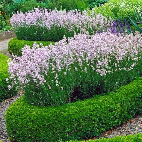 20 Boxwood Companion Plant Ideas For Beauty And Functionality