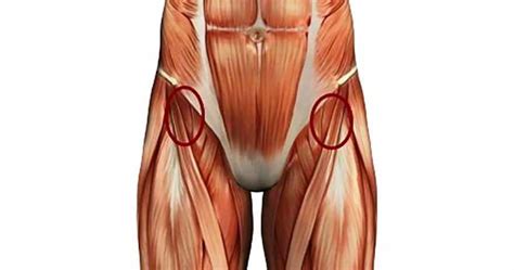 The iliopsoas muscle, which extends from the lower back to upper femur; Hip Flexor Pain Bowling - The Hip Flexor