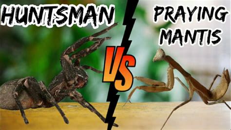Huntsman Vs Praying Mantis Spider Fight Youtube