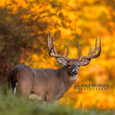 Lance Krueger Photography On Instagram “one Behemouth Of A Monster Typical Ohio Whitetail Buck