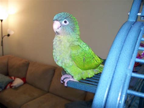 Blue Crowned Conure Facts As Pets Behavior Diet Pictures Singing
