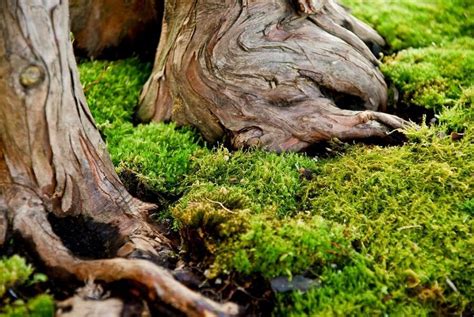 What Is Peat Moss And How To Use It In Your Garden 6 Tips Moss