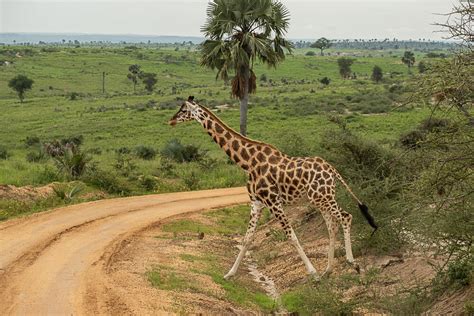 Wildlife Safaris In Uganda Ultimate Adventure Tours Acacia Safari 2022