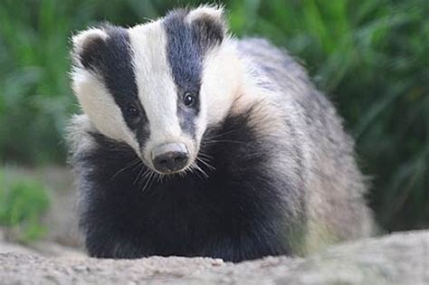 Badger Cull Scrapped In Wales Welsh Government Announces
