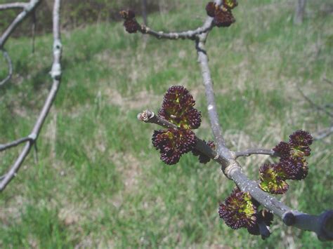 Fraxinus Pennsylvanica Green Ash Go Botany